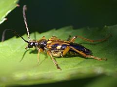 Longhorned Beetle